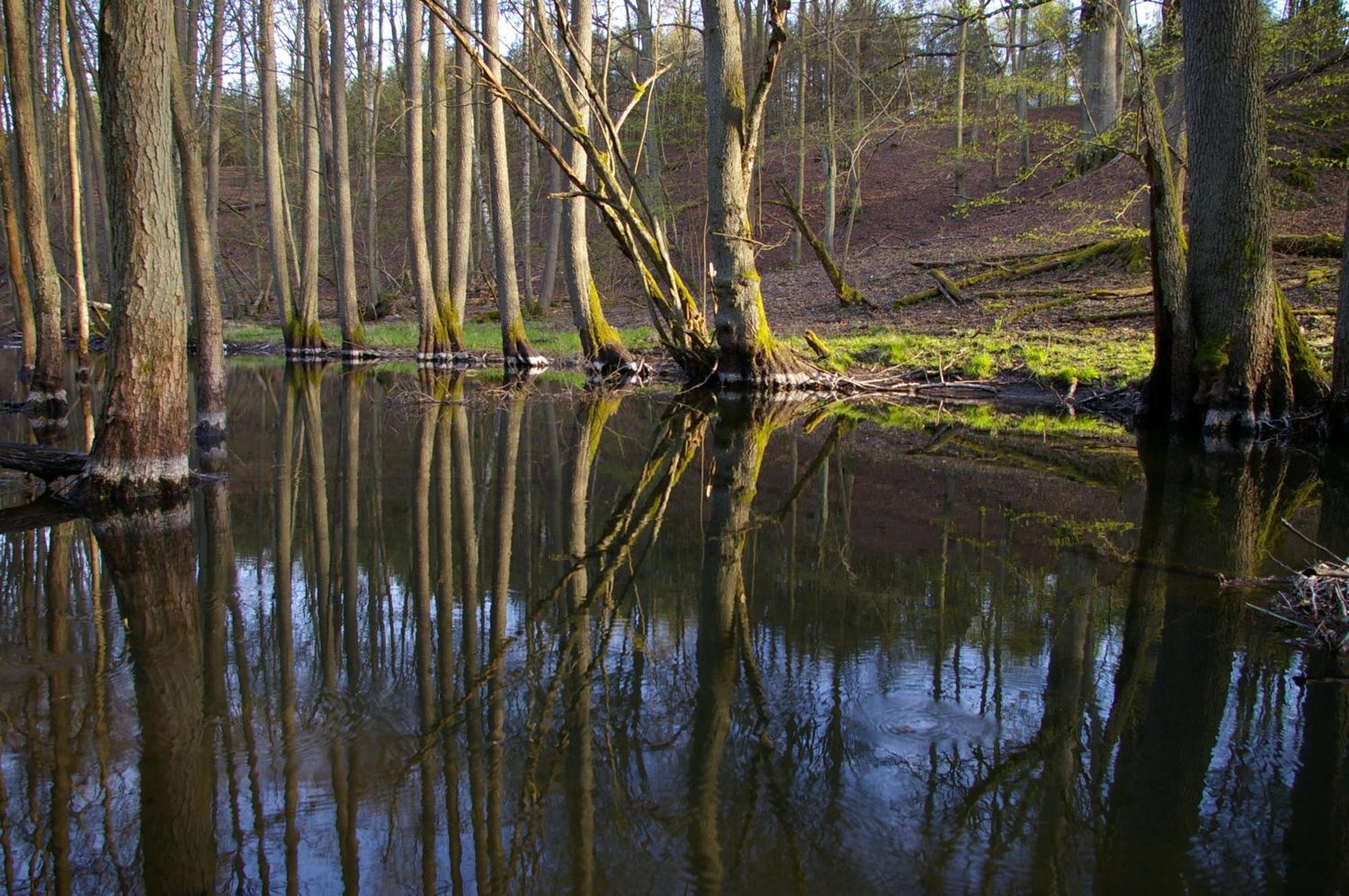 Rzeczna 4 Holiday home *
